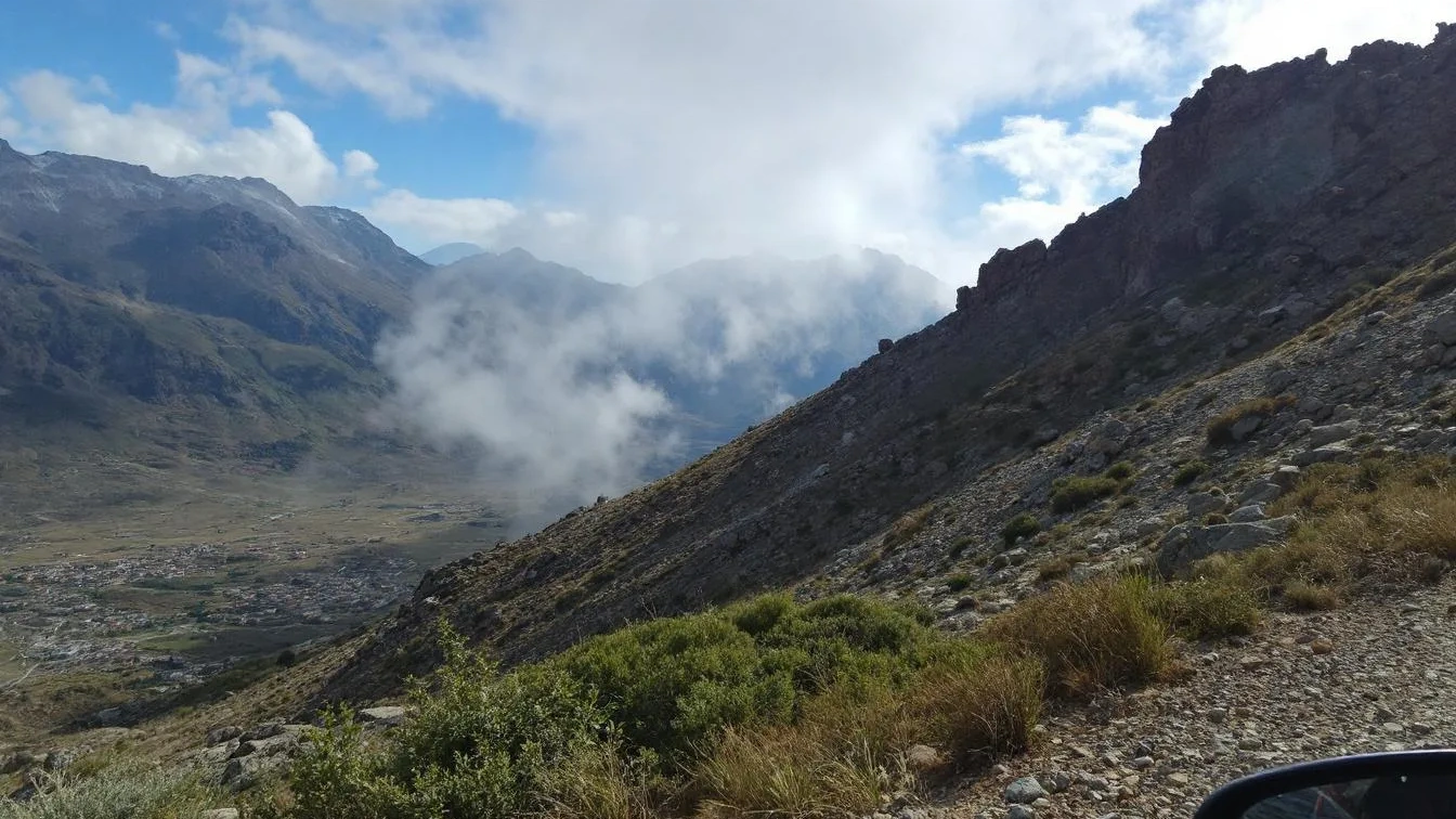 Warum deine Feigenbäume nicht die gewünschte Größe erreichen